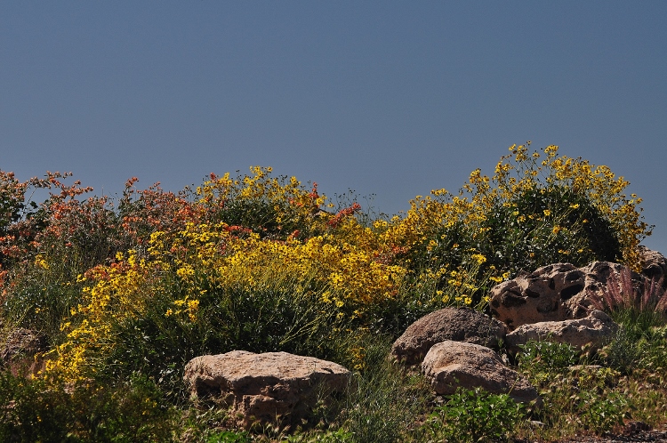 wildflowers